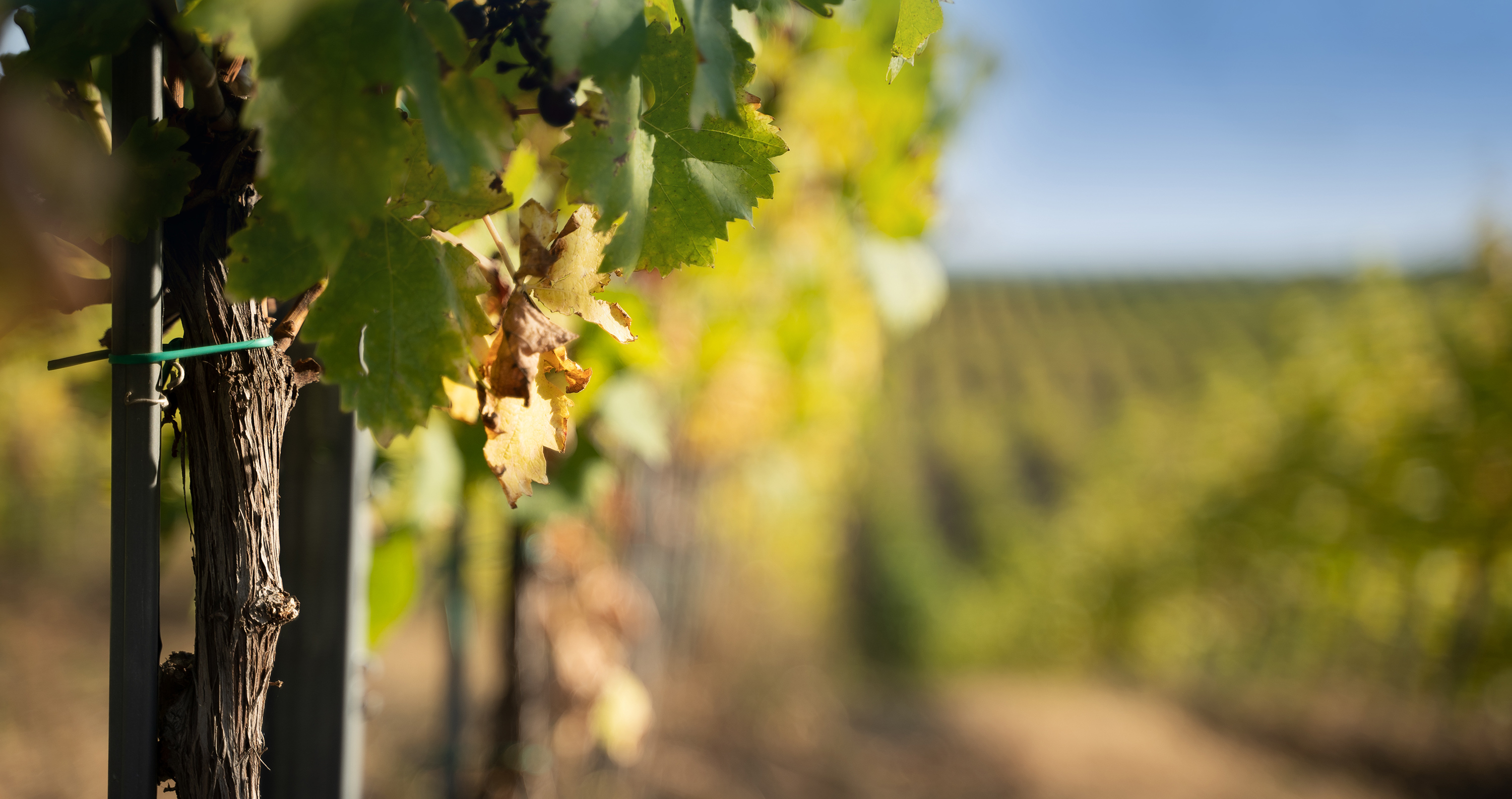 Vignes val de loire