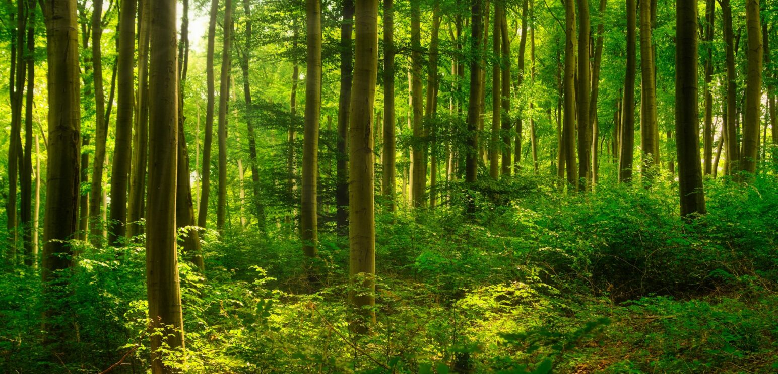 aventure parc nançay