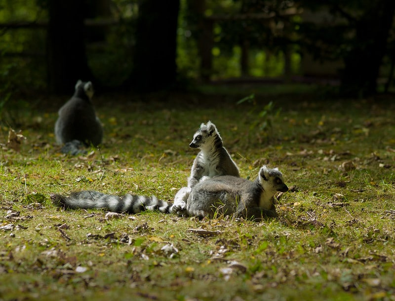 vallee des singes