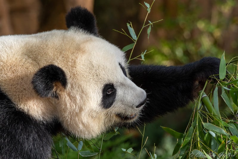 zoo de beauval