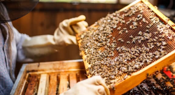 Abeille du Gatinais miel apiculteur