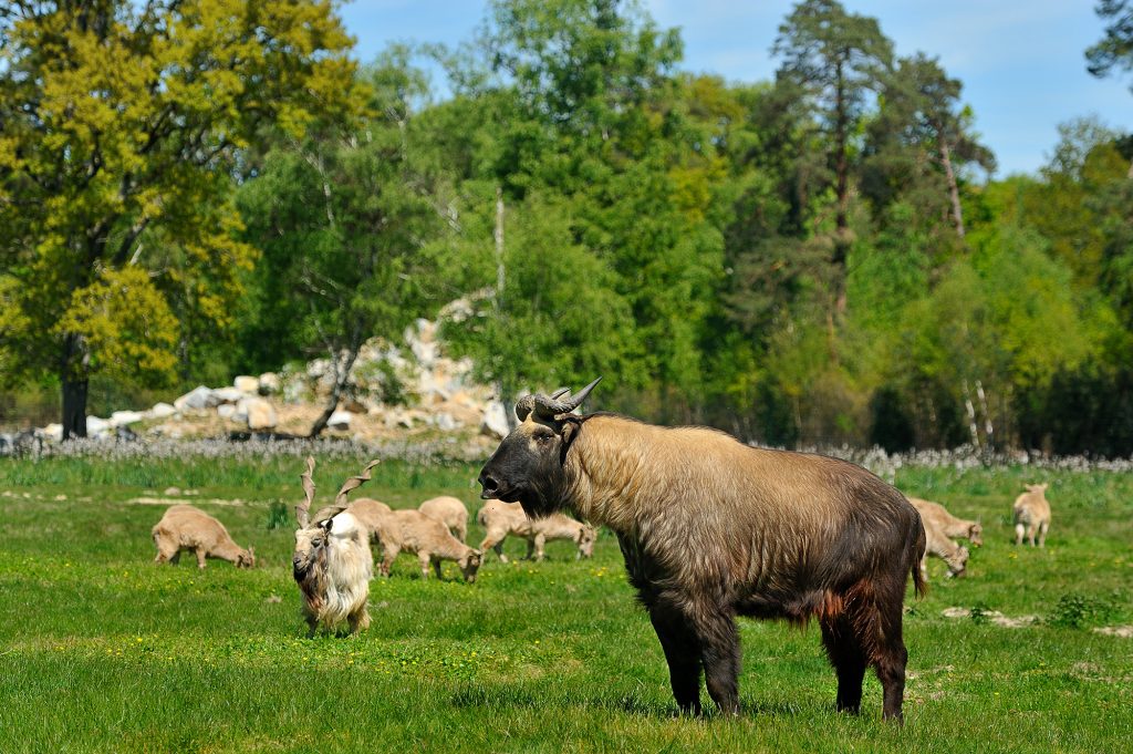 Takin - Réserve de la Haute Touche