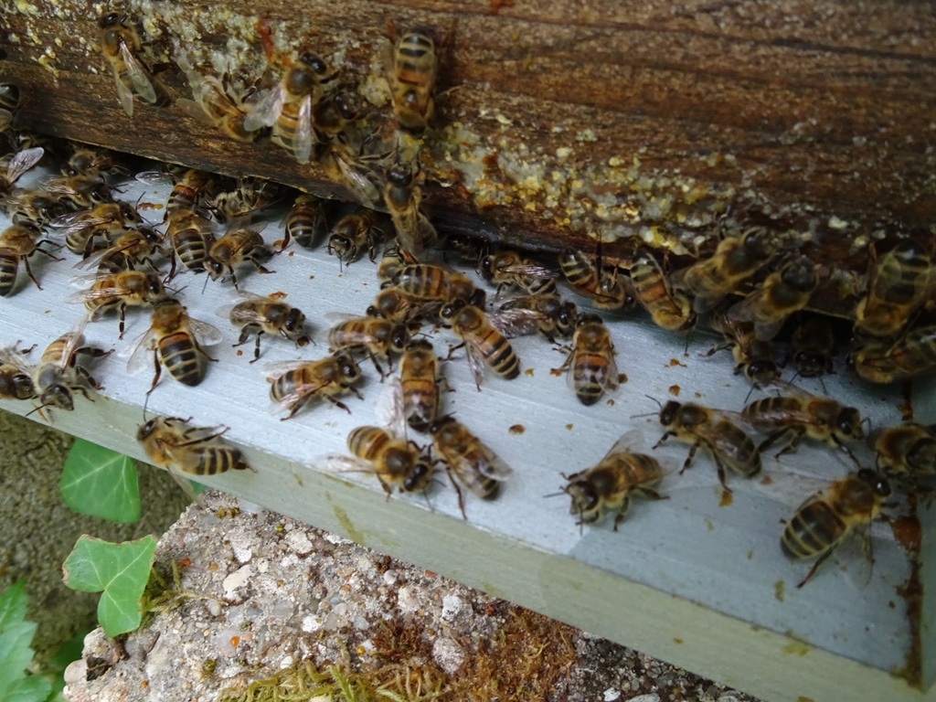 Association Abeille du Gâtinais miel local abeilles ruches