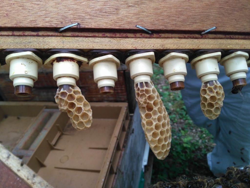 apiculteurs association abeille miel gatinais abeilles local apprendre