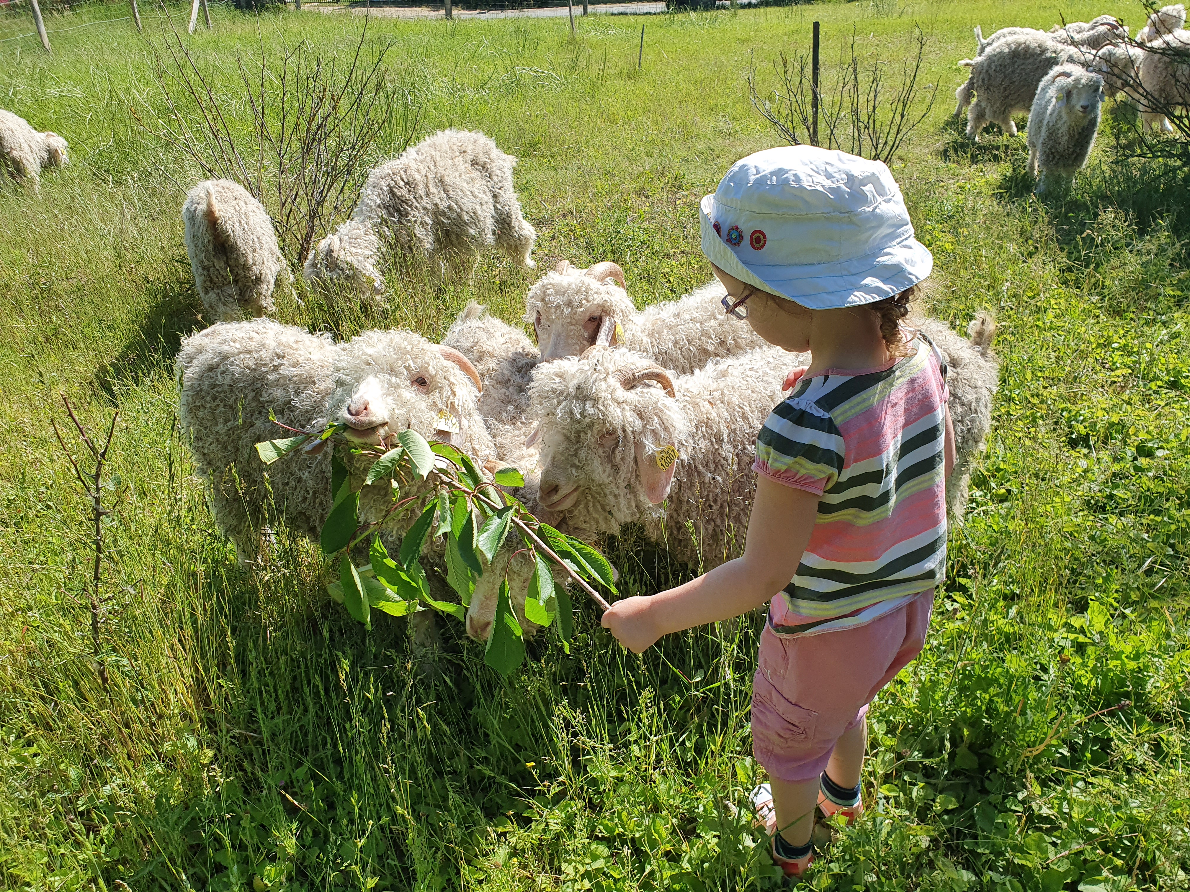 ferme des petits bergers loiret