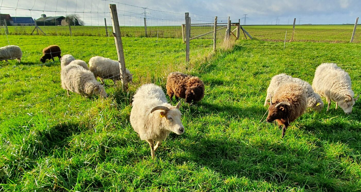 ferme des p'tits bergers à Chaussy