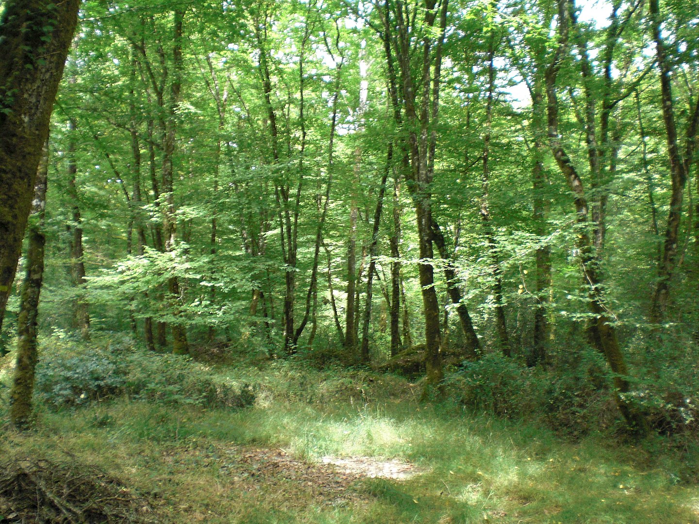 Forêt du Gâvre, Loire-Atlantique