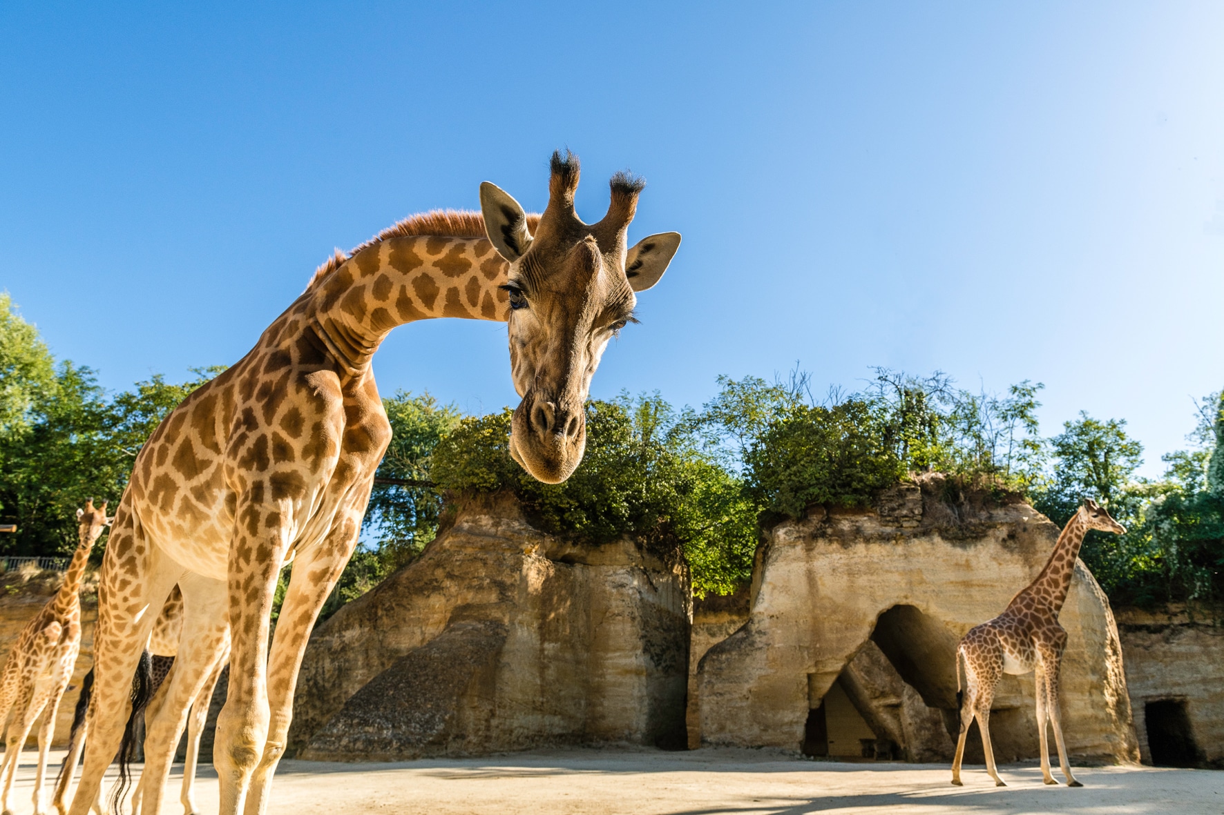 bioparc de doué la fontaine