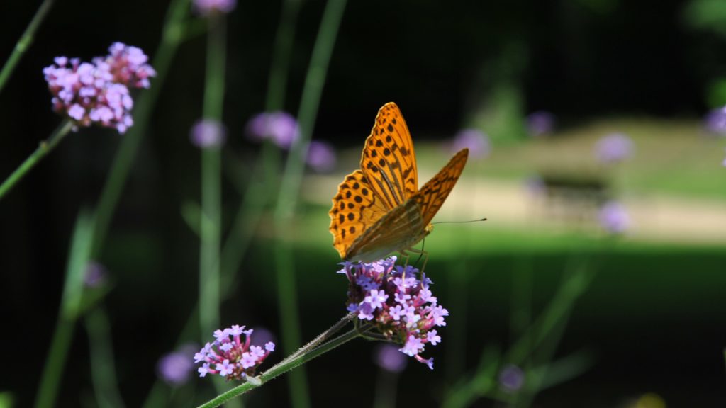 Parc Floral de la Source, Orléans - Loiret