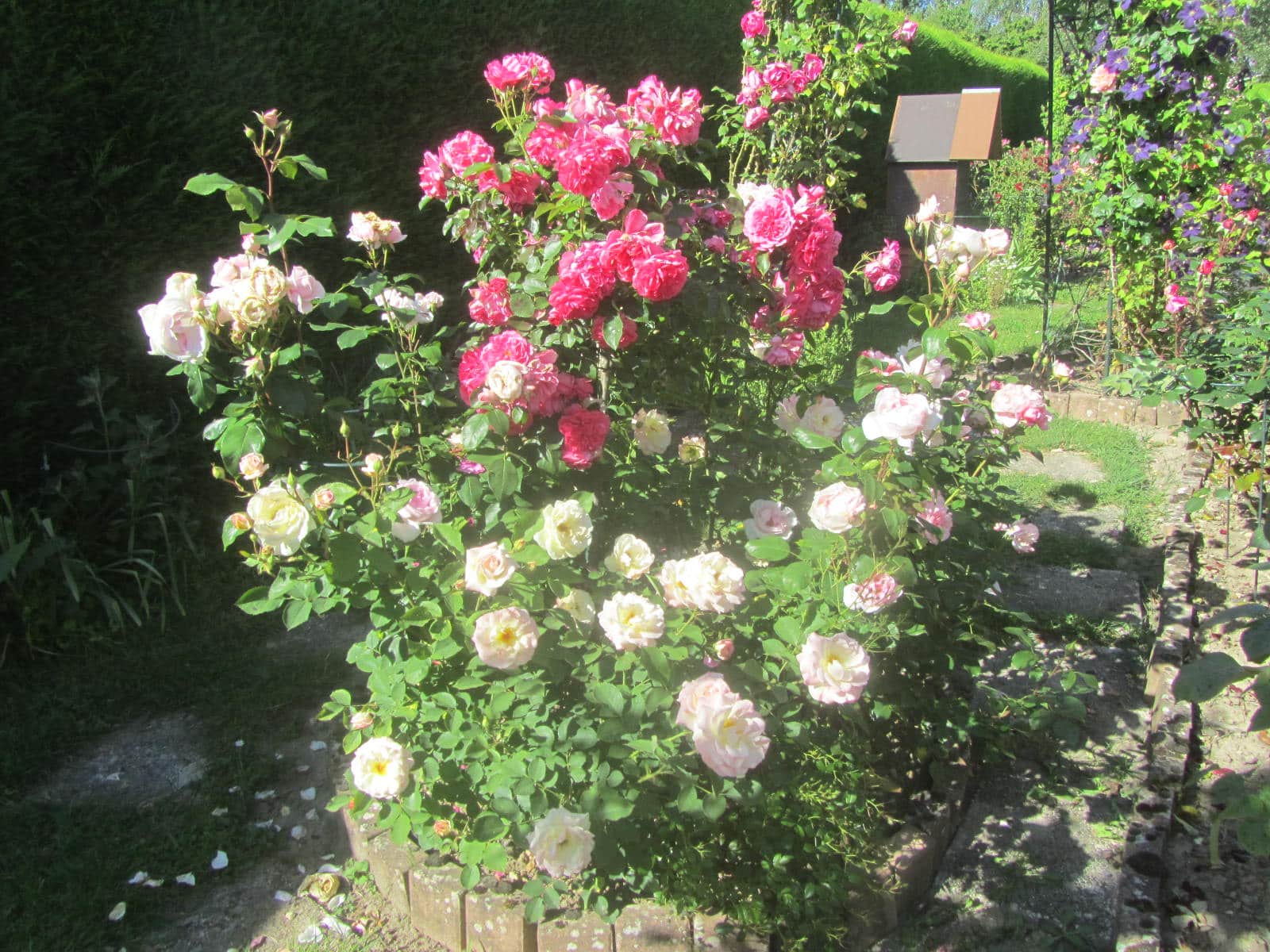 la-roseraie-de-brigitte.