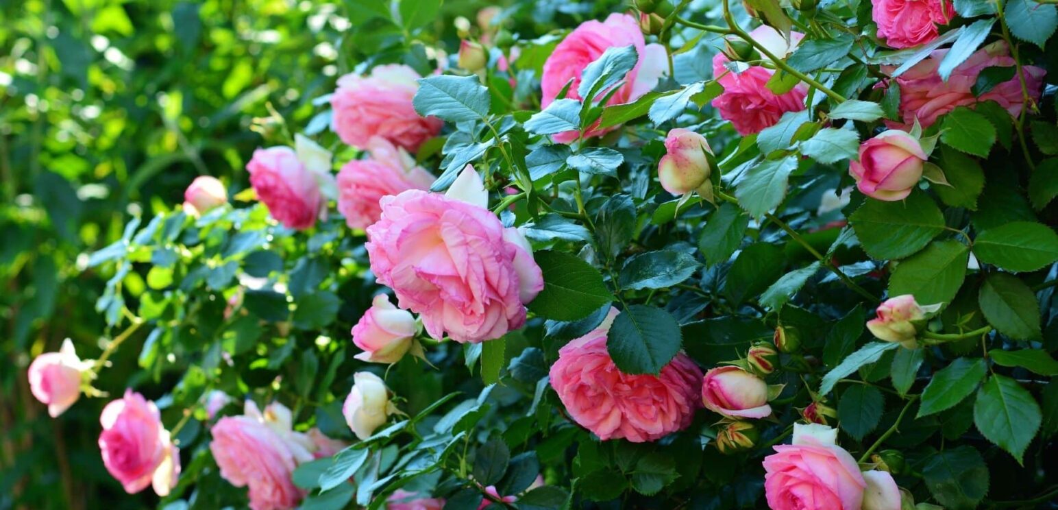roseraie rose