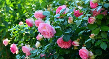roseraie rose