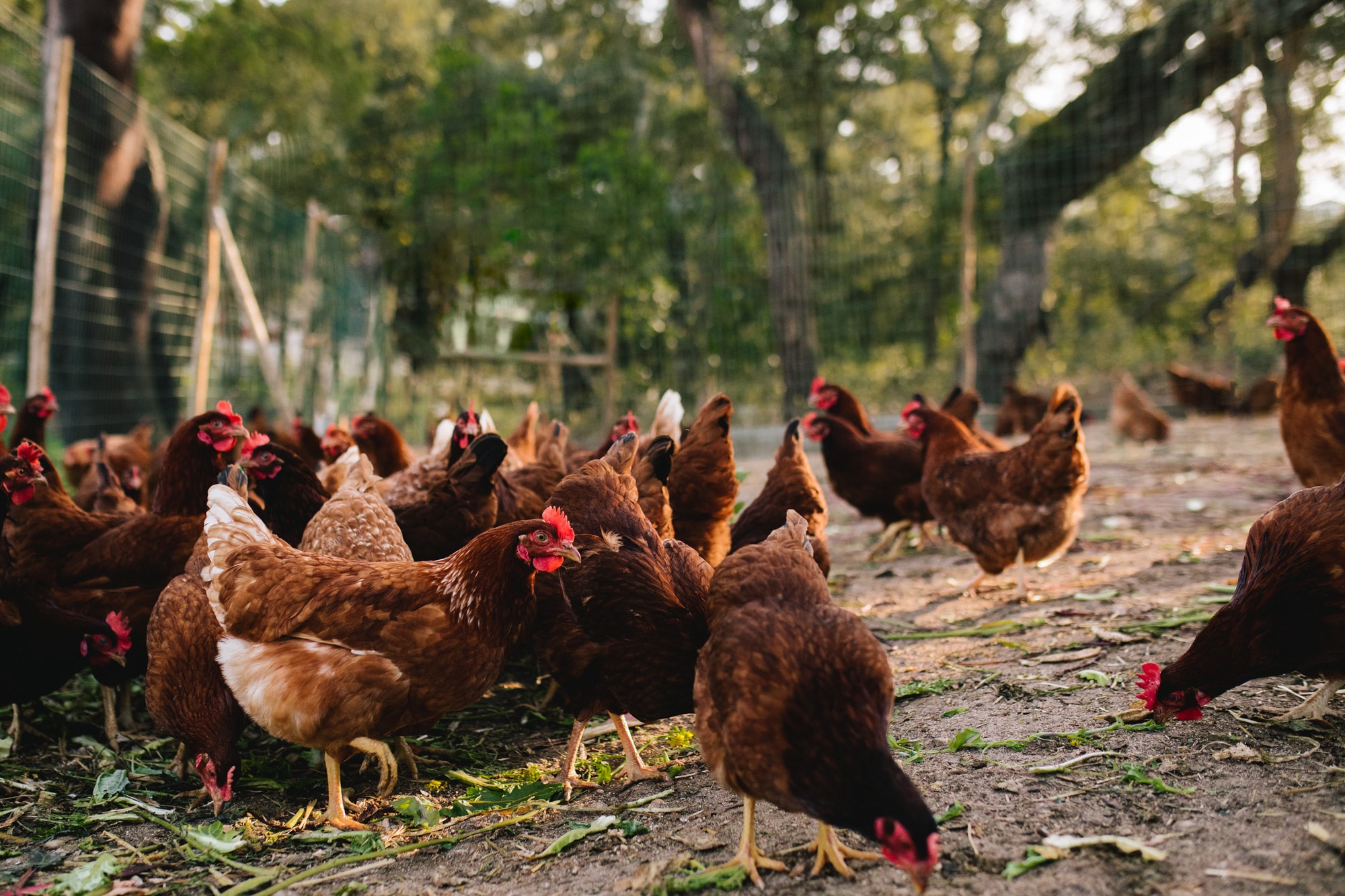 samedi à la ferme