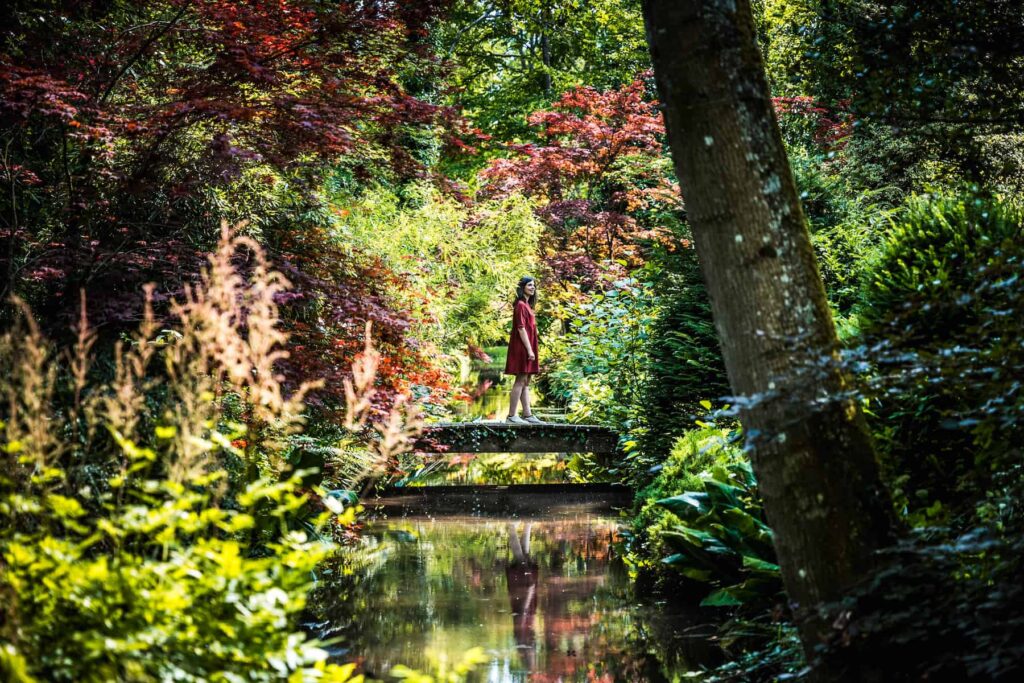 arboretum ilex