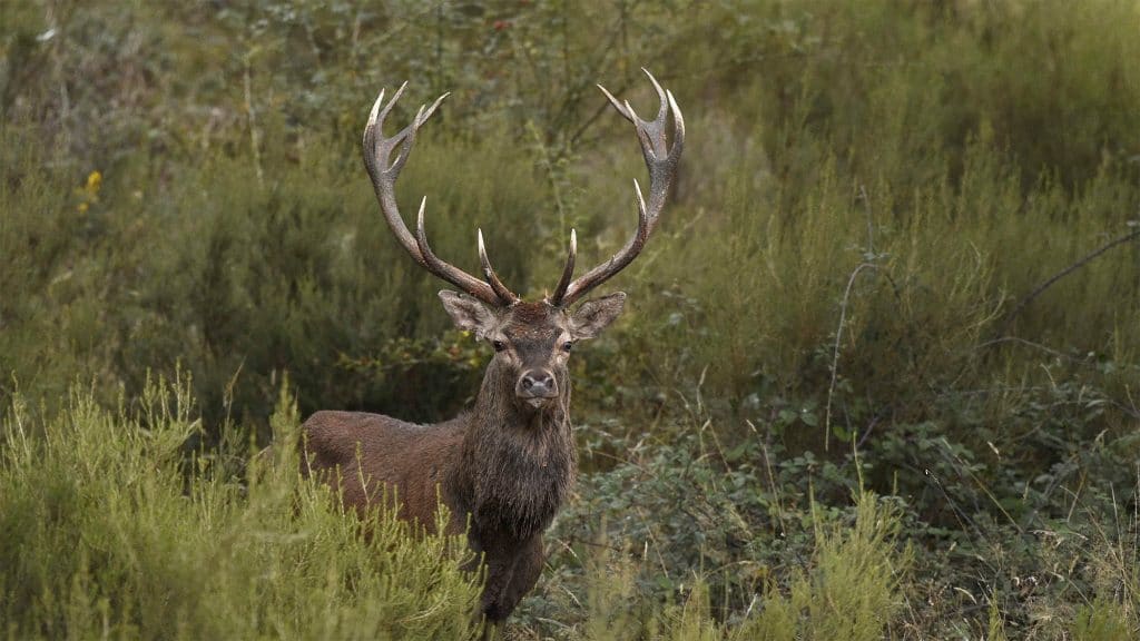 Brame du Cerf à Chambord