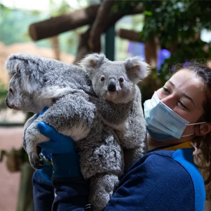 Zoo de Beauval koalas