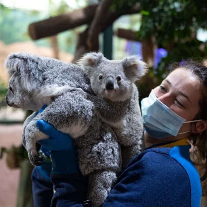 Zoo de Beauval : animaux, protocole sanitaire, préparer votre visite