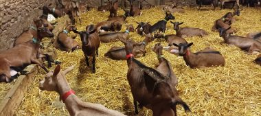 Les chèvres de Montigny, fromages nivernais