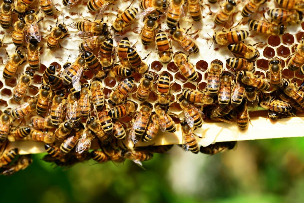 Musée vivant de l'apiculture