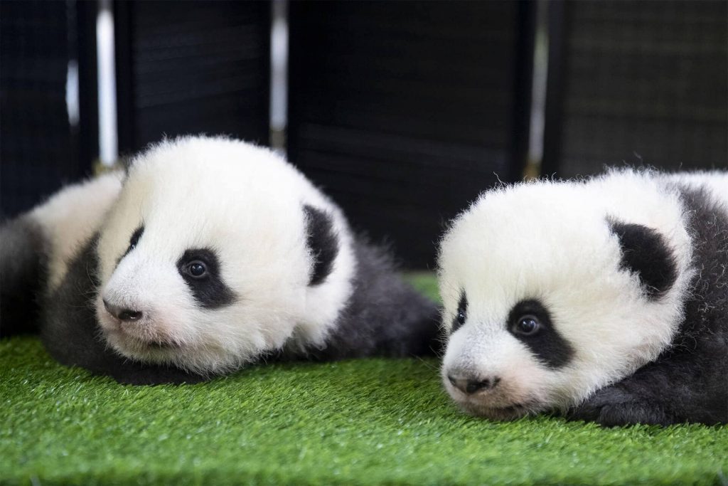 Yuandudu et Huanlili - Pandas Zoo de Beauval