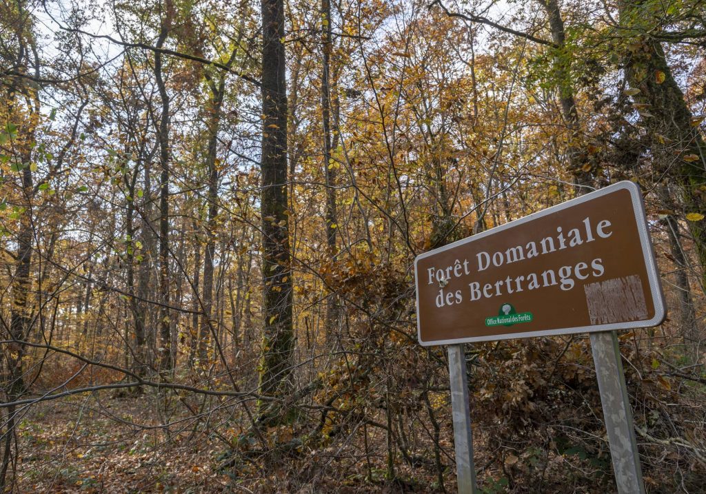 Forêt des Bertranges