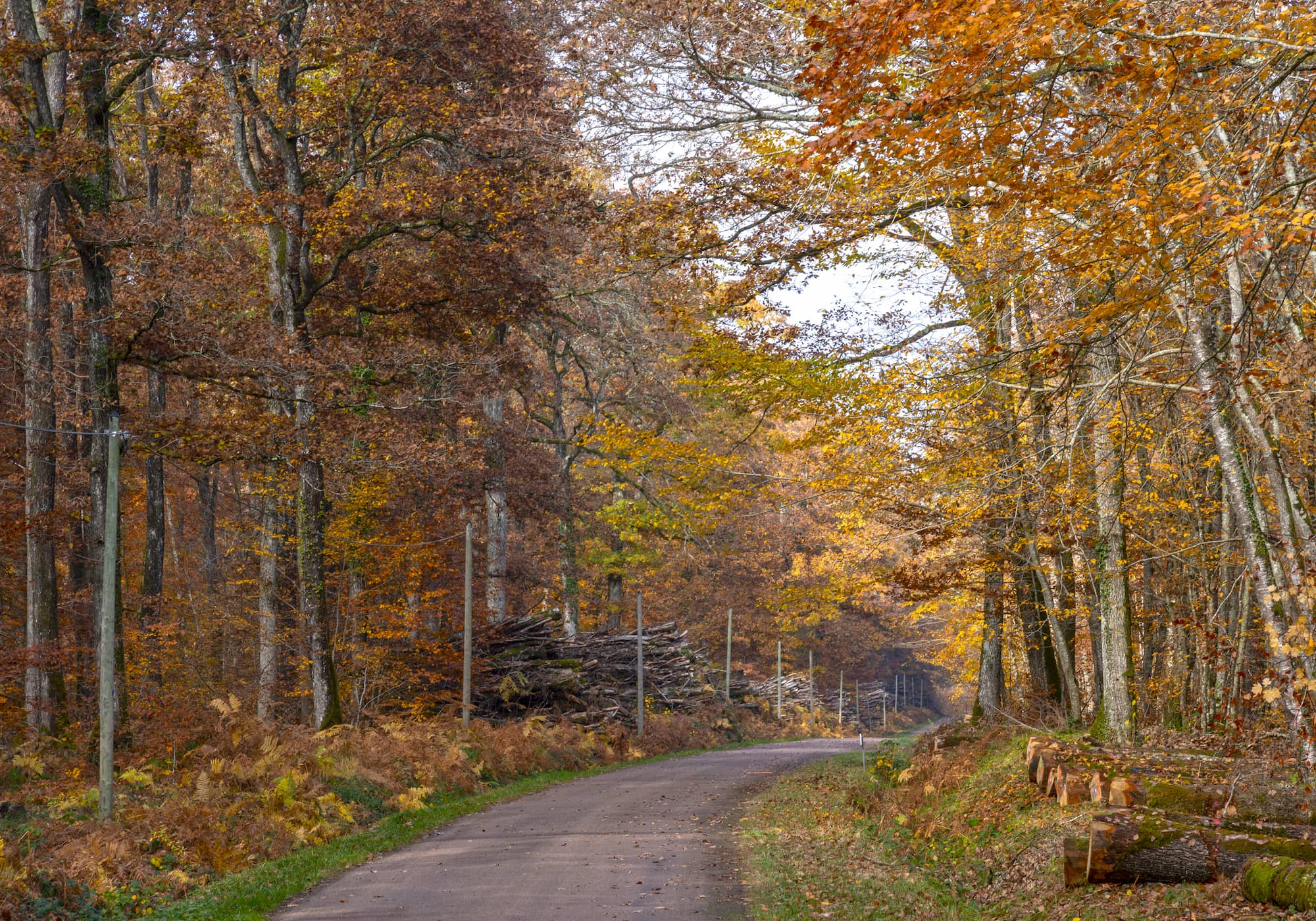 Forêt des Bertranges