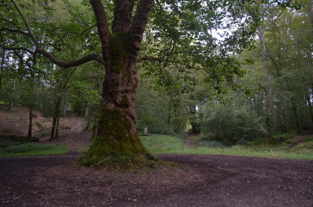 Depuis la forêt des Bertranges, le groupe Charlois imagine des cabanes sur  mesure