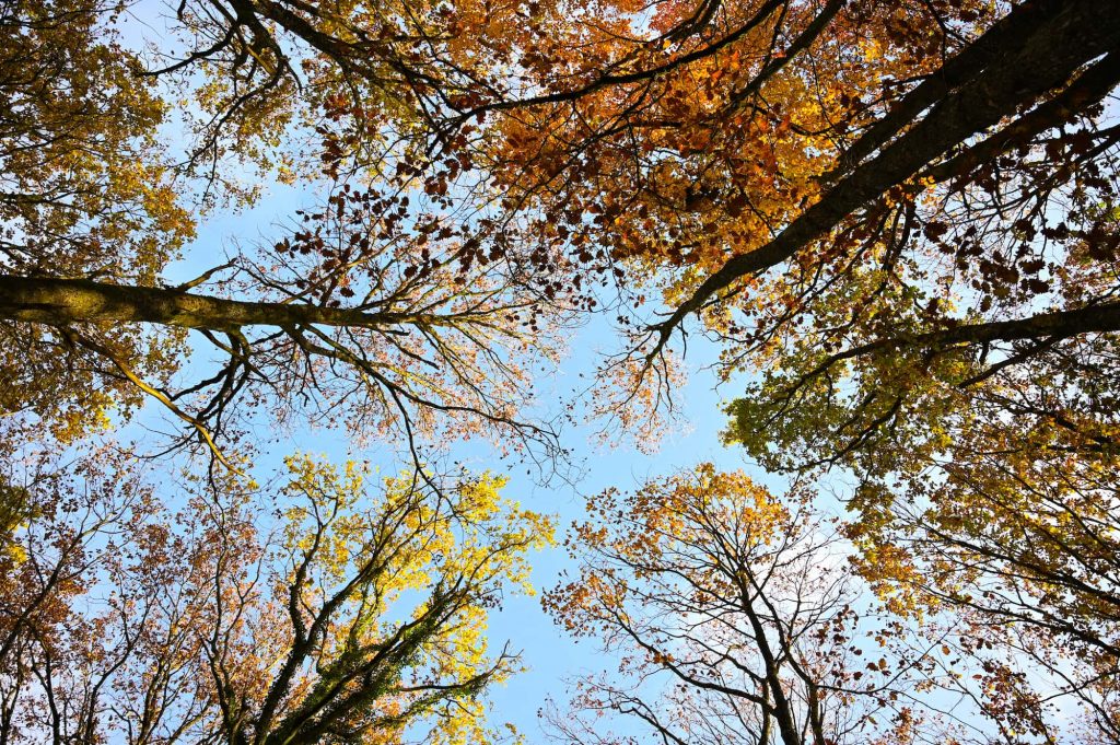 Foret des Bertranges, fontaine de Vaux