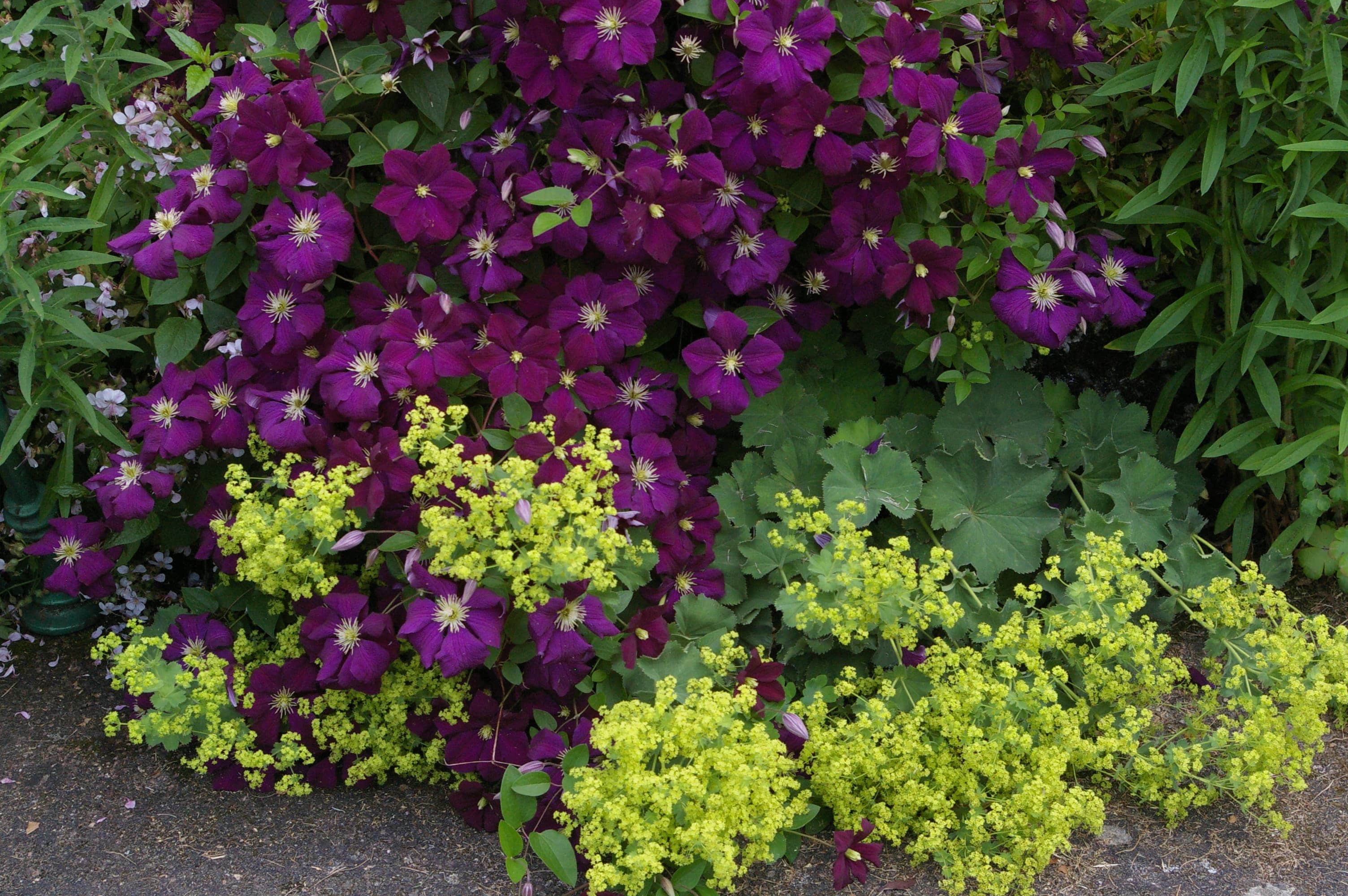 Le jardin de Ginette