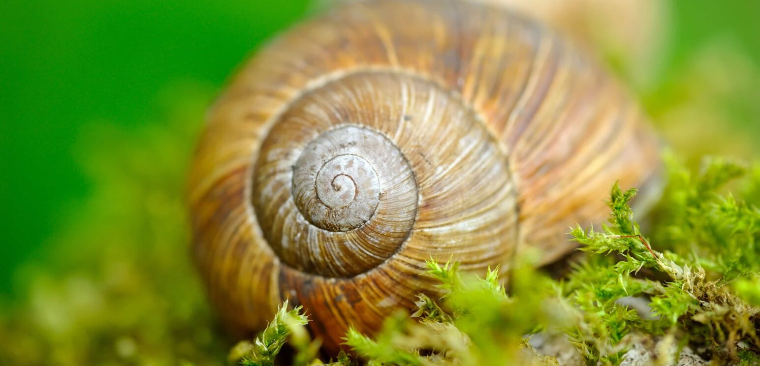 Escargots