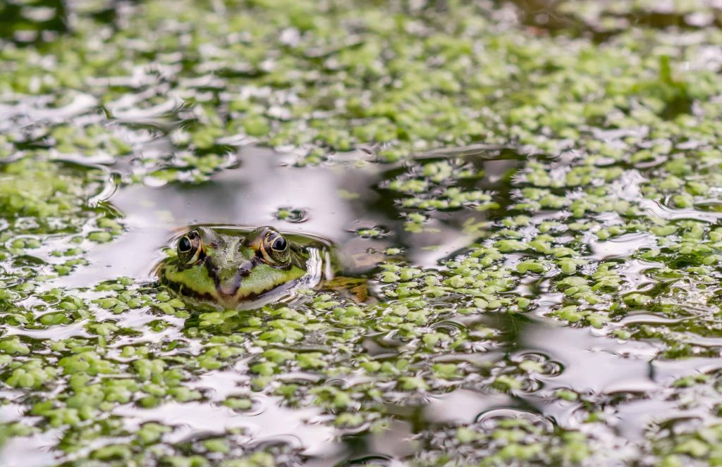 Etang et grenouille