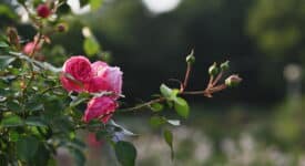 roseraie de morailles