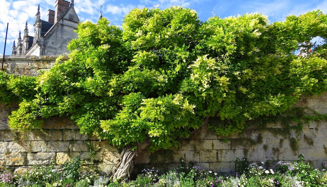 Jardin Amboise