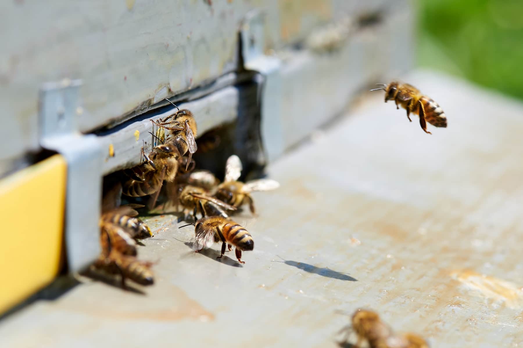 Abeille à miel dans l'entrée d'une ruche en bois.