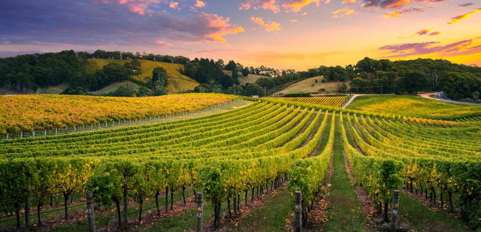 vignoble-cotes-de-la-charite-cc-envato-elements