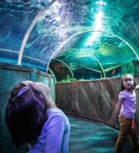 Grand aquarium de Touraine idée activité sorties famille vacances