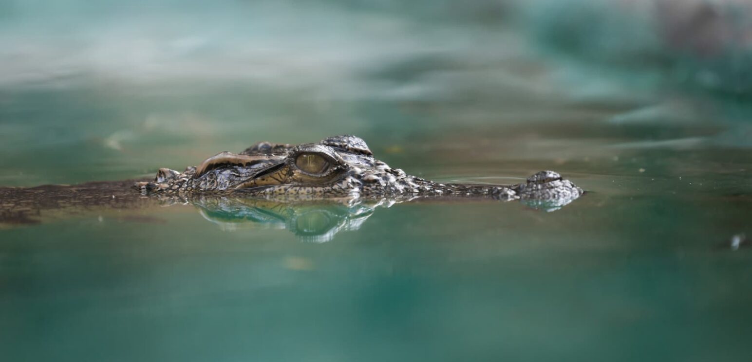 Crocodile