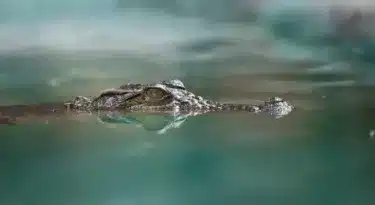 Crocodile