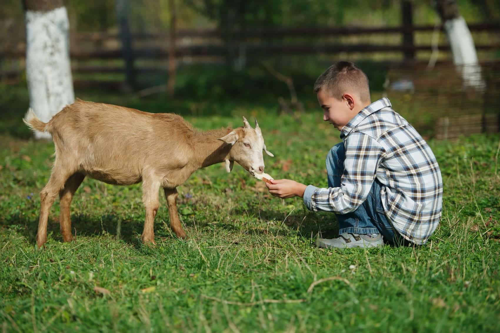 Ferme pédagogique