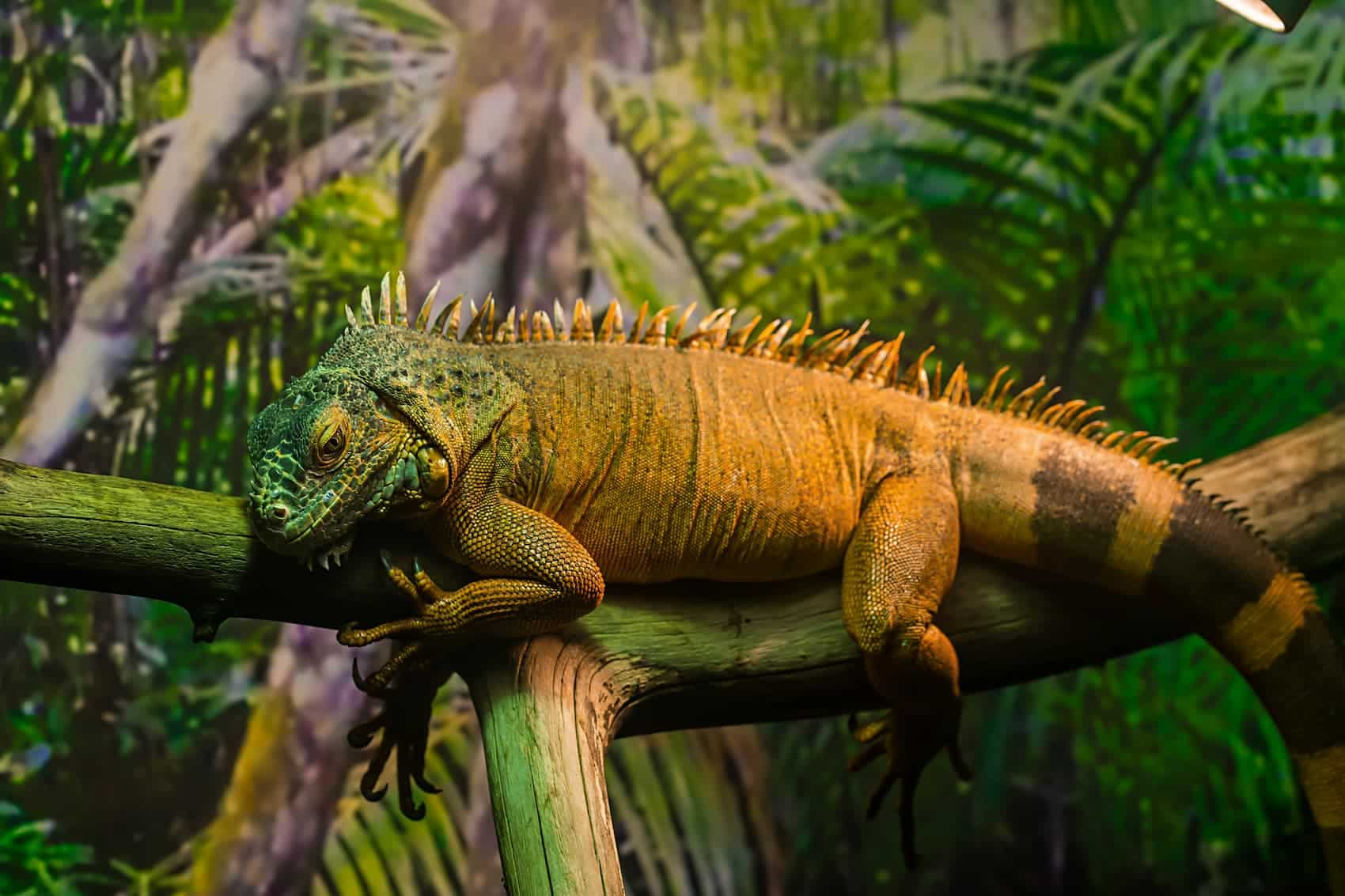 Iguane