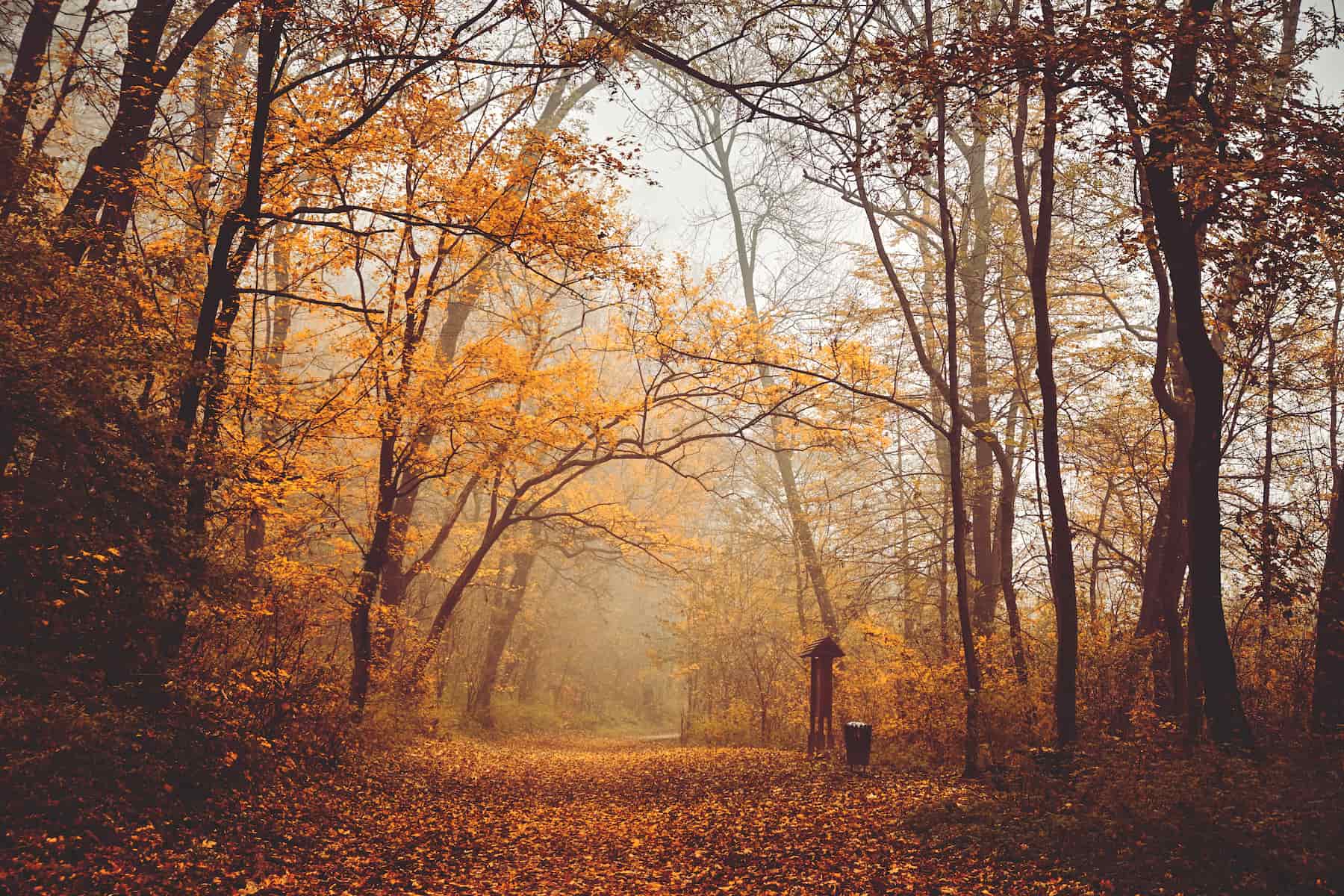Forêt en automne en Sologne
