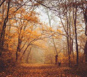 Forêt automne vallée de la Loire