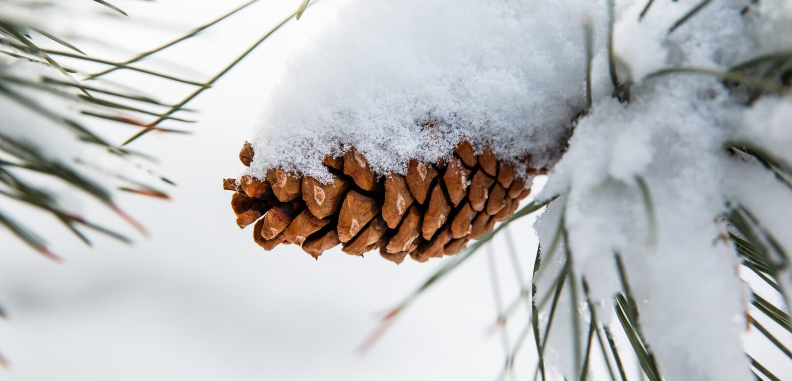 Hiver