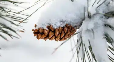 Hiver
