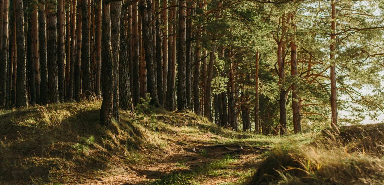 Forêt de chênes