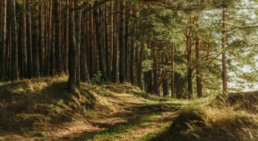 Forêt de chênes