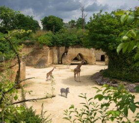 Bioparc Doue la Fontaine