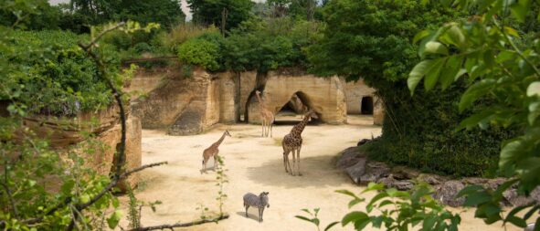 Bioparc Doue la Fontaine