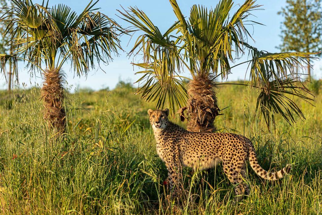 Guepard_Bioparc © Gaudard BioParc Doue la Fontaine