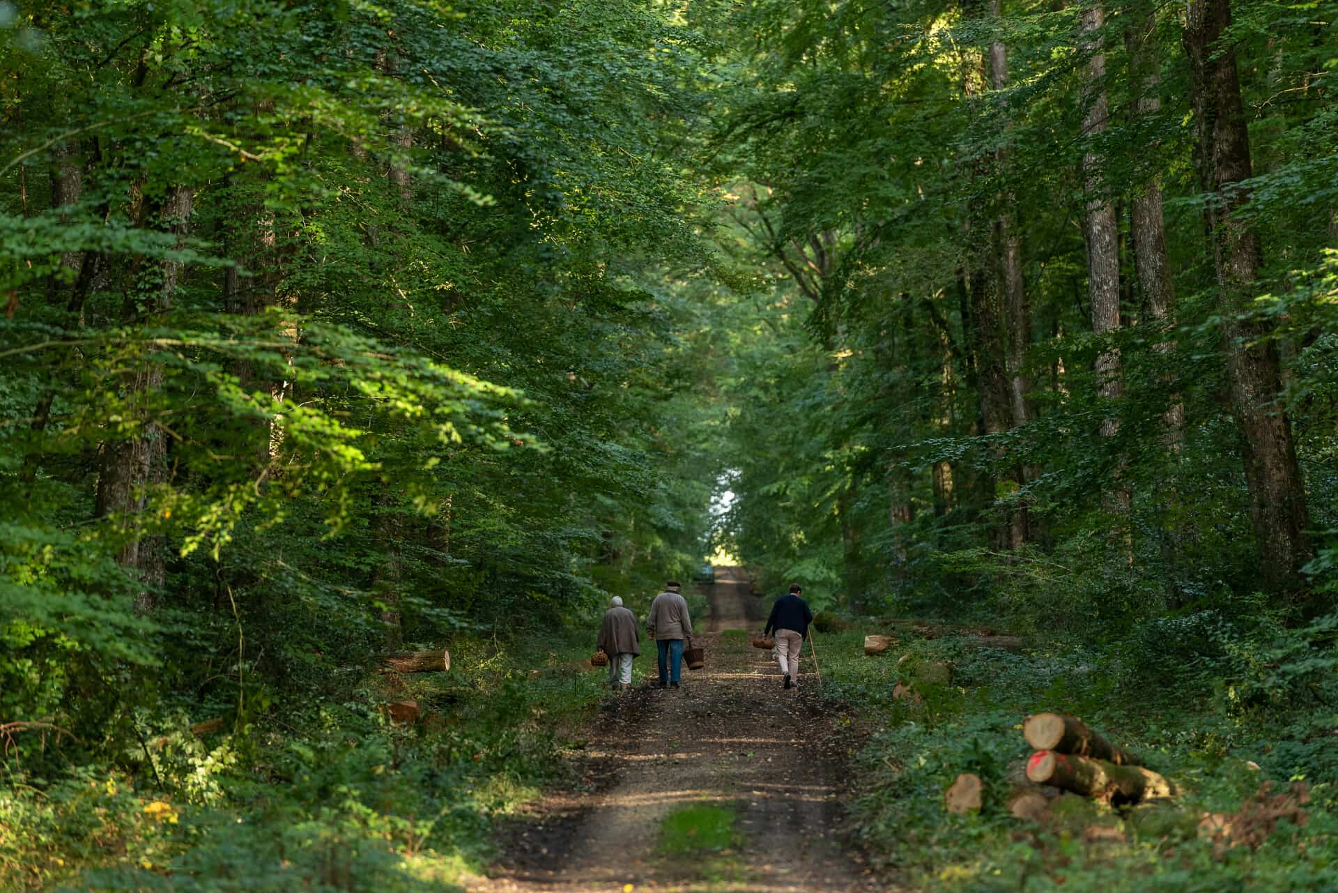 Forêts en Maine-et-Loire
